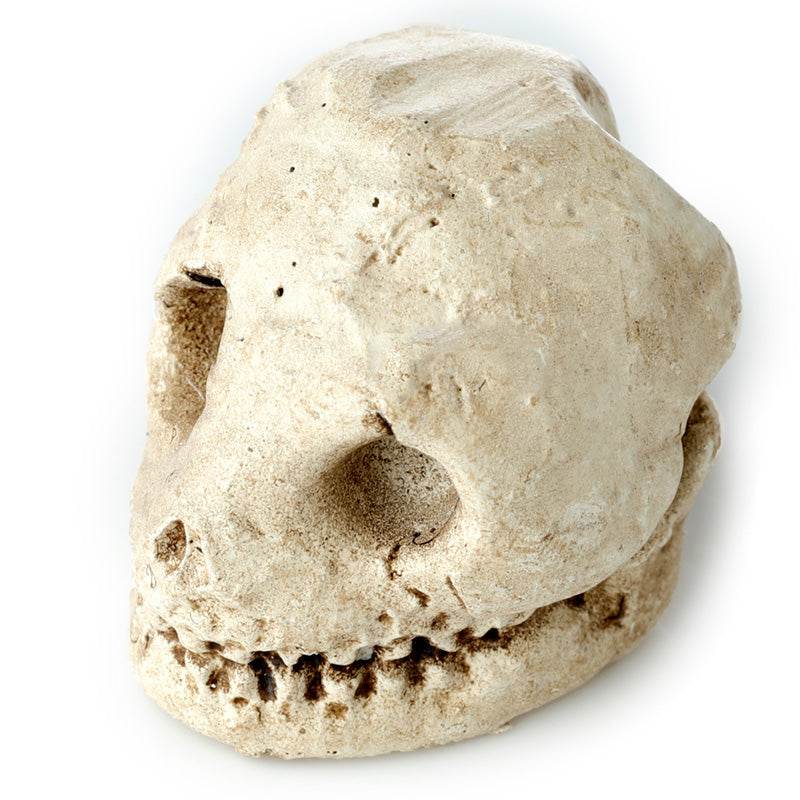 Human Skull Dig-A-Saurs Dig it Out Kit - Gift Arch