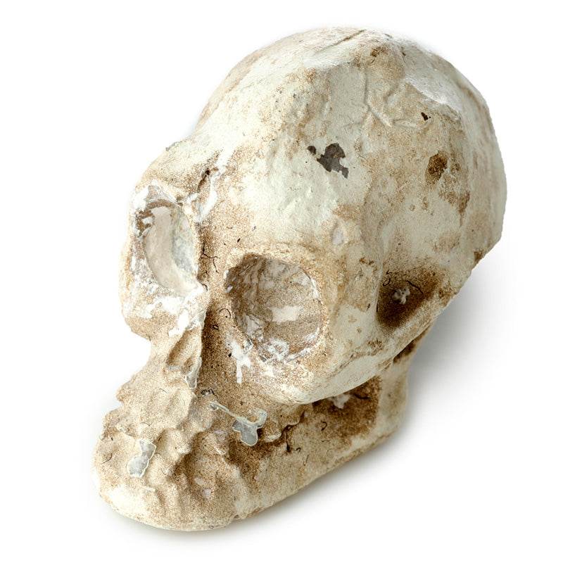 Human Skull Dig-A-Saurs Dig it Out Kit - Gift Arch