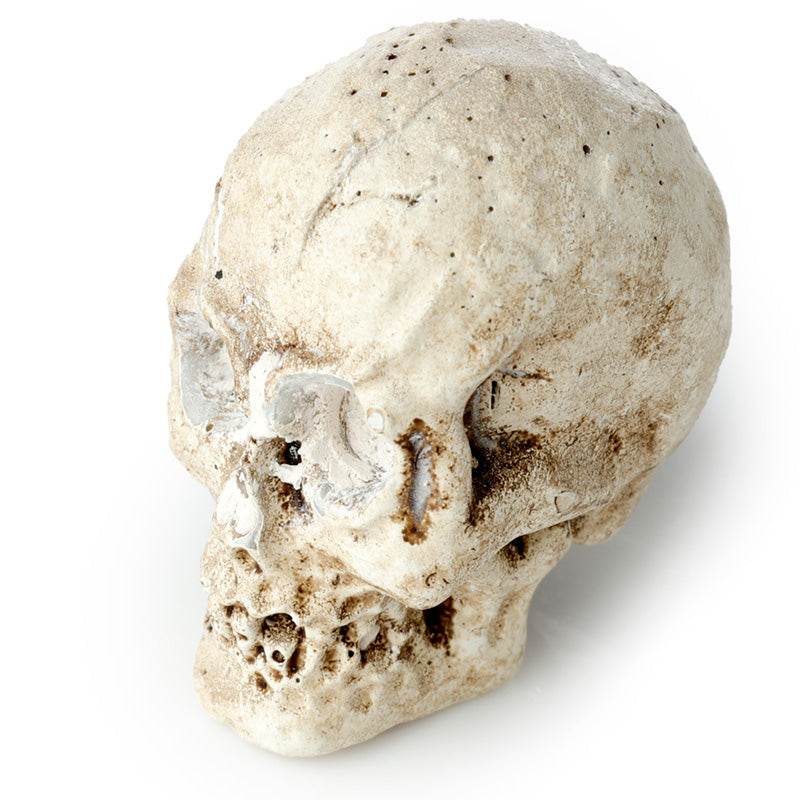 Human Skull Dig-A-Saurs Dig it Out Kit - Gift Arch