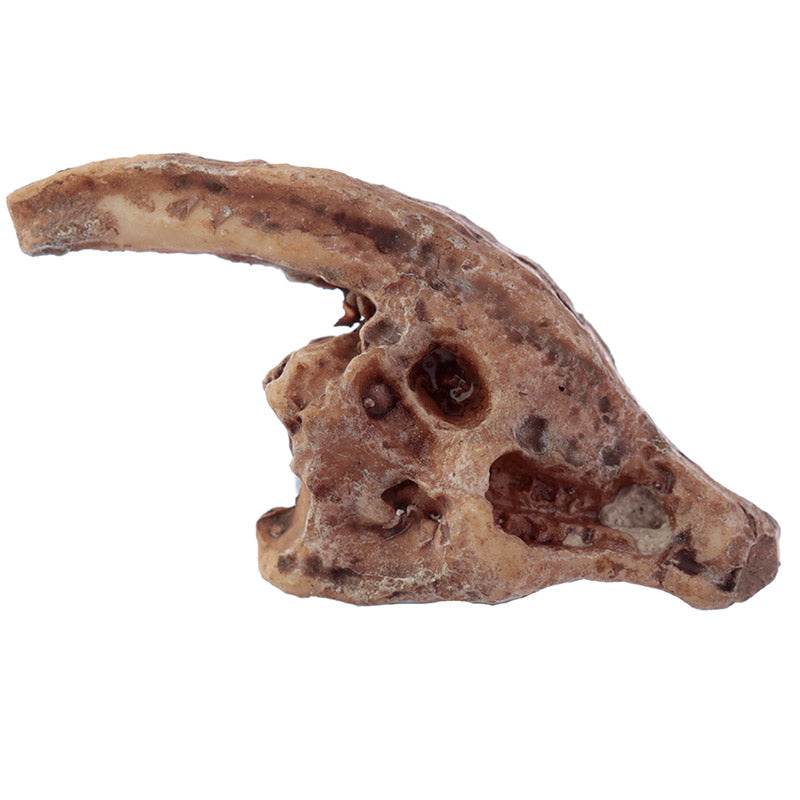 Rawr Dinosaur Skull Fossil Dig-A-Saurs Dig it Out Kit - Gift Arch
