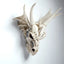 Dragon Skull Decoration with Metallic Detail - Dragon Gifts