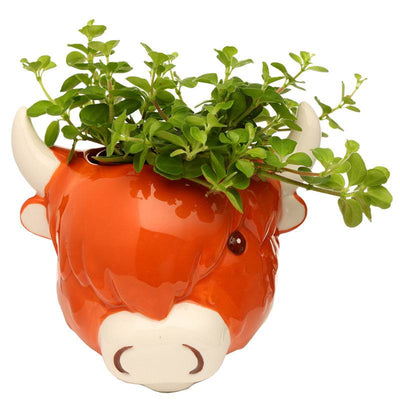 Ceramic Highland Coo Cow Head Wall Planter/Plant Pot - Gift Arch