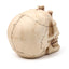 Gruesome Skull Head with Skeleton Claw Hand - Gift Arch