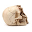 Gruesome Skull Head with Skeleton Claw Hand - Gift Arch