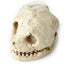 Human Skull Dig-A-Saurs Dig it Out Kit - Gift Arch