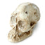 Human Skull Dig-A-Saurs Dig it Out Kit - Gift Arch