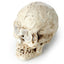 Human Skull Dig-A-Saurs Dig it Out Kit - Gift Arch