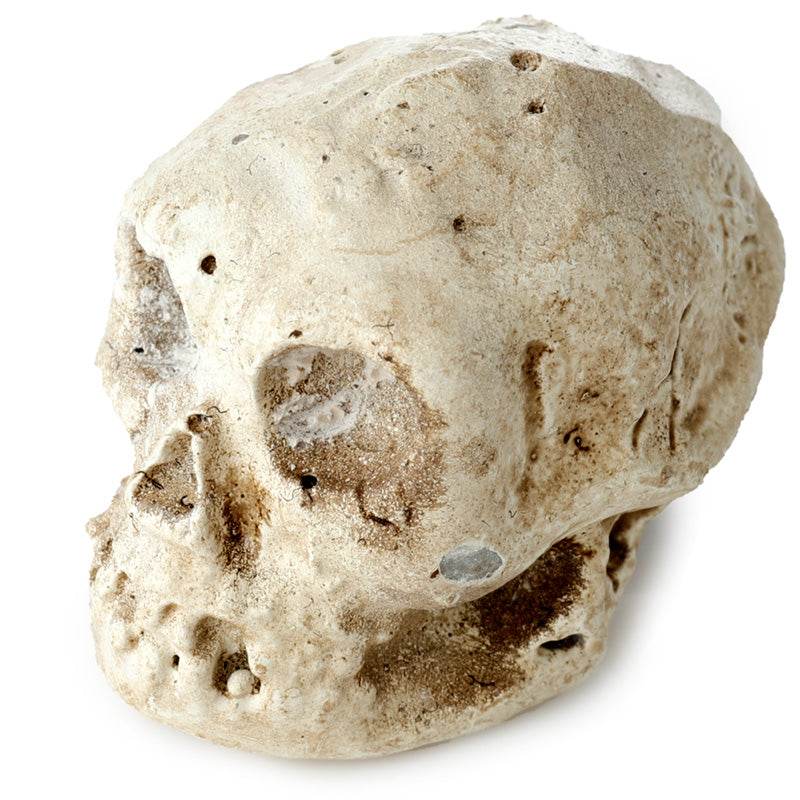 Human Skull Dig-A-Saurs Dig it Out Kit - Gift Arch