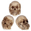 Set of 3 Small See No, Hear No, Speak No Evil Skulls - Gift Arch