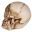 Set of 3 Small See No, Hear No, Speak No Evil Skulls - Gift Arch