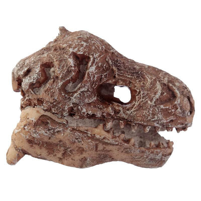 Rawr Dinosaur Skull Fossil Dig-A-Saurs Dig it Out Kit - Gift Arch