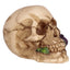 Skull with Rose in Teeth - Gothic Fantasy Skulls & Skeletons
