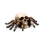 Skull with Spider Legs - Gothic Fantasy Skulls & Skeletons