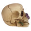 Skulls and Roses Skull with Purple Roses - Gothic Fantasy Skulls & Skeletons
